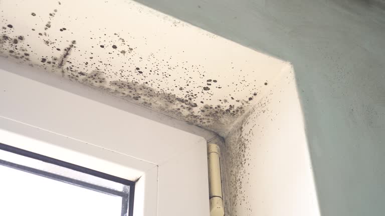 Best Basement Mold Removal  in Sand Lake, MI